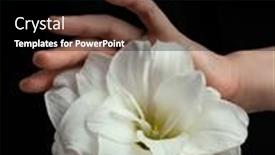  Presentation with black white love - PPT theme having hands-holding-white-fragile-flower background and a  colored foreground