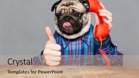  Presentation with dog - Colorful slide deck enhanced with hands in checkered shirt talking backdrop and a soft green colored foreground