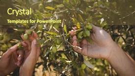  Presentation with holding hands - Audience pleasing theme consisting of hands of couple holding olive backdrop and a tawny brown colored foreground