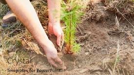  Presentation with pine forest - PPT theme consisting of hands of forest workers plant pine seedling in the soil during reforestation background and a coral colored foreground