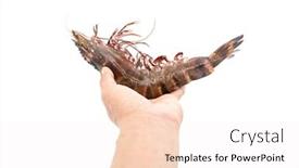  Presentation with shrimp - Cool new theme with hands-of-men-are-holding backdrop and a sky blue colored foreground