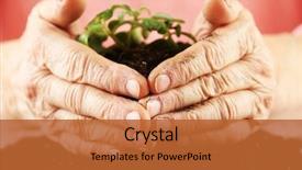  Presentation with young plant - Theme consisting of hands of old woman and young plant closeup view background and a red colored foreground