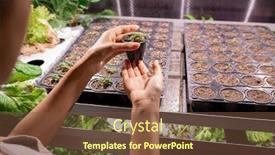  Presentation with seedling - Slides with hands-of-young-contemporary-farmer background and a tawny brown colored foreground