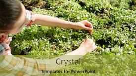  Presentation with plants growing - Amazing PPT layouts having hands-of-young-farmer backdrop and a gold colored foreground