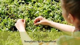  Presentation with plants growing - Beautiful slide deck featuring hands-of-young-female-farmer backdrop and a yellow colored foreground