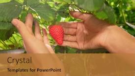  Presentation with hands holding - Colorful PPT theme enhanced with hands-of-young-female-gardener backdrop and a gold colored foreground