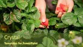  Presentation with plantation - Cool new PPT theme with hands-of-young-female-gardener backdrop and a tawny brown colored foreground