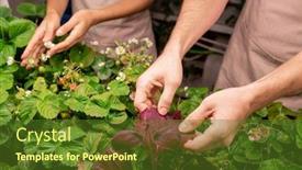  Presentation with bloom - PPT theme featuring hands-of-young-male-farmer background and a tawny brown colored foreground