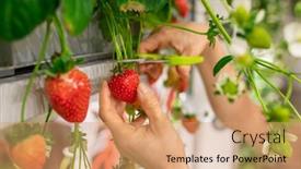  Presentation with vertical farm - PPT theme with hands-of-young-worker background and a coral colored foreground