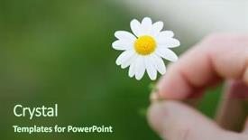  Presentation with daisy - Slides featuring hands offering a beautiful daisy background and a tawny brown colored foreground