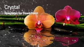  Presentation with orchid - PPT theme having hands pebble - orange and red orchid background and a tawny brown colored foreground
