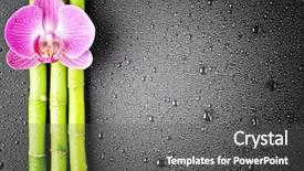  Presentation with pink black - Beautiful presentation theme featuring hands pebble - pink orchid and bamboo grove backdrop and a dark gray colored foreground