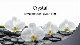  Presentation with theater black and white - Theme with hands pebble - white orchid blossom with wet background and a white colored foreground