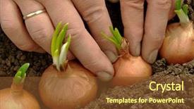  Presentation with green onions and bulb onion - Audience pleasing PPT theme consisting of hands planting bulbs for green backdrop and a  colored foreground