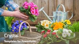  Presentation with hands planting a cabbage seedling - Colorful slide set enhanced with hands planting flowers in pot backdrop and a coral colored foreground