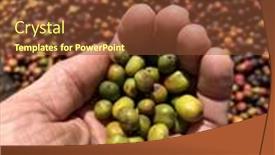  Presentation with coffee - Presentation having hands-showing-coffee-cherries-processed background and a tawny brown colored foreground
