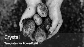  Presentation with black hands - Audience pleasing presentation design consisting of hands showing freshly dug potatoes in black and white backdrop and a dark gray colored foreground