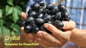  Presentation with bunch - PPT layouts featuring hands with bunch of grape background and a tawny brown colored foreground