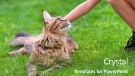  Presentation with walking cat - PPT layouts featuring handscoon - child female hand caressing young background and a tawny brown colored foreground