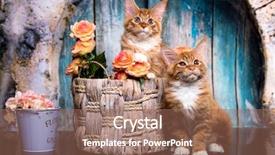  Presentation with maine - Audience pleasing PPT theme consisting of handscoon - kittens tvo red-haired maine coon backdrop and a coral colored foreground