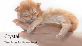  Presentation with human robot hands - Slide set with handscoon - little red kitten slipping background and a mint green colored foreground