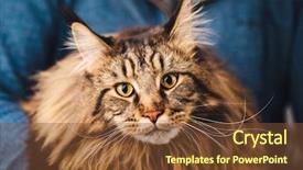  Presentation with view of frankfurt am main - Slide set having handscoon - maine coon cat close-up view background and a tawny brown colored foreground