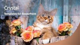  Presentation with hello kitty cute little kitten - PPT layouts enhanced with handscoon - red-haired kitten maine coon background and a seafoam green colored foreground