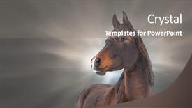  Presentation with horse - Beautiful theme featuring handsome arabian horse against dramatic clouds backdrop and a gray colored foreground