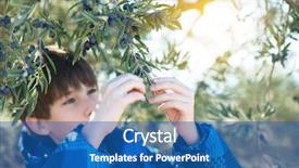  Presentation with olive trees garden mediterranean olive - PPT theme featuring handsome boy posing in olive background and a ocean colored foreground