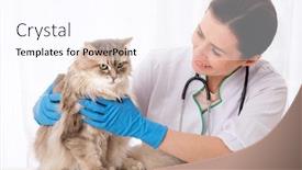  Presentation with patience - Theme featuring handsome-domestic-cat-is-waiting background and a pink colored foreground