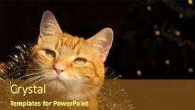  Presentation with golden christmas - Slides featuring handsome-festive-ginger-tabby-cat background and a tawny brown colored foreground
