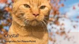  Presentation with fall foliage - Beautiful presentation design featuring handsome ginger tabby cat against a colorful oak tree with fall foliage backdrop and a coral colored foreground