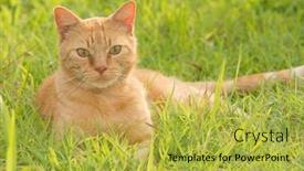  Presentation with ginger - PPT layouts featuring handsome ginger tabby cat in bright green grass on summer evening background and a yellow colored foreground