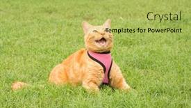  Presentation with pink cat - Presentation design featuring handsome ginger tabby cat in a pink harness on green summer grass meowing background and a yellow colored foreground