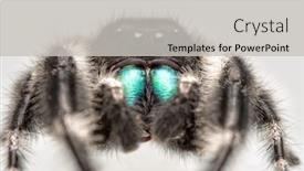  Presentation with spider - Audience pleasing presentation consisting of handsome-male-phidippus-audax-bold backdrop and a light gray colored foreground