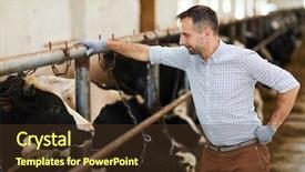  Presentation with barn - Audience pleasing slide deck consisting of handsome modern farm worker lean backdrop and a tawny brown colored foreground