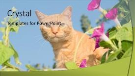  Presentation with purple teal yellow pink and orange - Audience pleasing slides consisting of  backdrop and a  colored foreground.