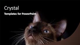  Presentation with dark space - PPT theme with handsome-siamese-cat-looking-up background and a black colored foreground