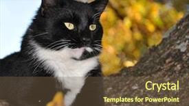  Presentation with surveying - Presentation theme having surveying world from his tree background and a tawny brown colored foreground