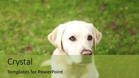  Presentation with lab - Audience pleasing presentation theme consisting of handsome-yellow-lab-dog backdrop and a yellow colored foreground