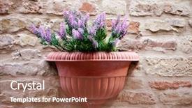  Presentation with flower on wall - PPT theme having hanging basket flowers - flower pot with lavender plant background and a tawny brown colored foreground