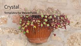  Presentation with pot succulent - Colorful presentation design enhanced with hanging basket flowers - flower pot with succulent plant backdrop and a coral colored foreground