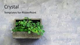  Presentation with flower on wall - Presentation theme featuring hanging basket flowers - pot with decorative flower background and a light gray colored foreground