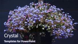  Presentation with purple flowers - Slide deck consisting of hanging basket of purple flowers background and a wine colored foreground