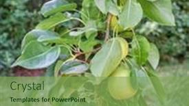  Presentation with pear - Presentation design having hanging-branch-of-asian-pear background and a seafoam green colored foreground
