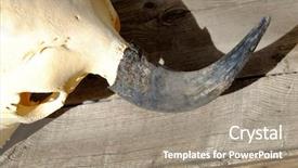  Presentation with skull - Audience pleasing PPT layouts consisting of hanging death - bull skull bones horns backdrop and a coral colored foreground