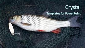  Presentation with fishing net - Beautiful slides featuring hanging death - chub caught on brass lure backdrop and a wine colored foreground