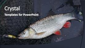  Presentation with death - Colorful PPT theme enhanced with hanging death - chub caught on plastic lure backdrop and a dark gray colored foreground