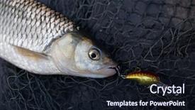  Presentation with fishing net - Slides featuring hanging death - chub caught on plastic lure background and a wine colored foreground