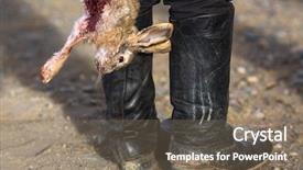  Presentation with hunting - Colorful slide set enhanced with hanging death - dead bloody rabbit a hunting backdrop and a gray colored foreground